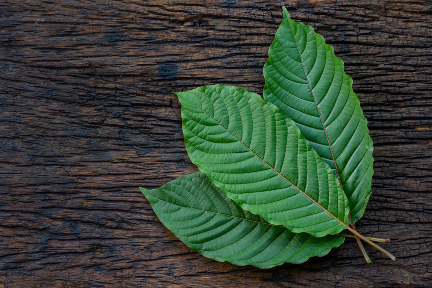 Kratom or Mitragyna speciosa leaves isolated on the wood background, top view