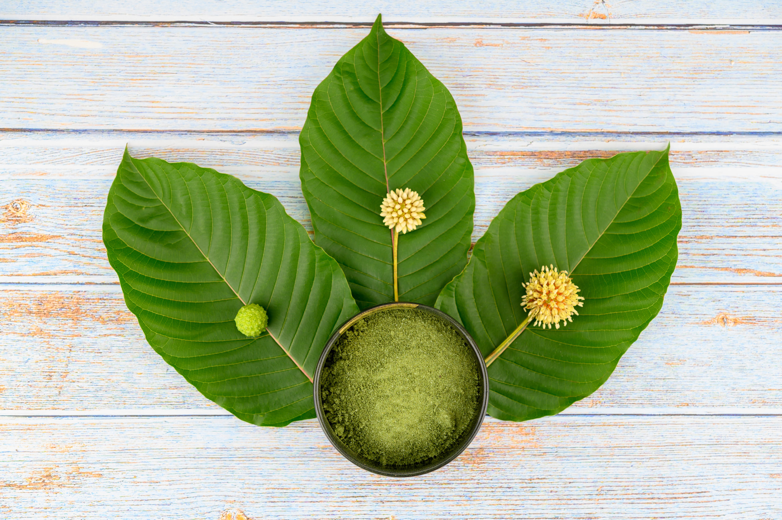 Leaves, flowers, fruits and liquid of Kratom or mitragynine on wooden background. The leaves eaten as a drug It is a medicinal plant and is addictive.