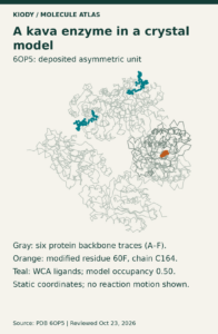 Six gray protein backbone traces from 6OP5, with modified residue orange and separate ligands teal; labels identify a static asymmetric unit and ligand model occupancy 0.50.